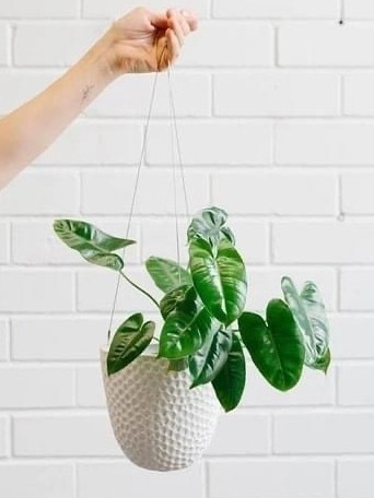 Indoor plants are great for brightening up living spaces during winter. Picture: The Spotted Quoll Studio.