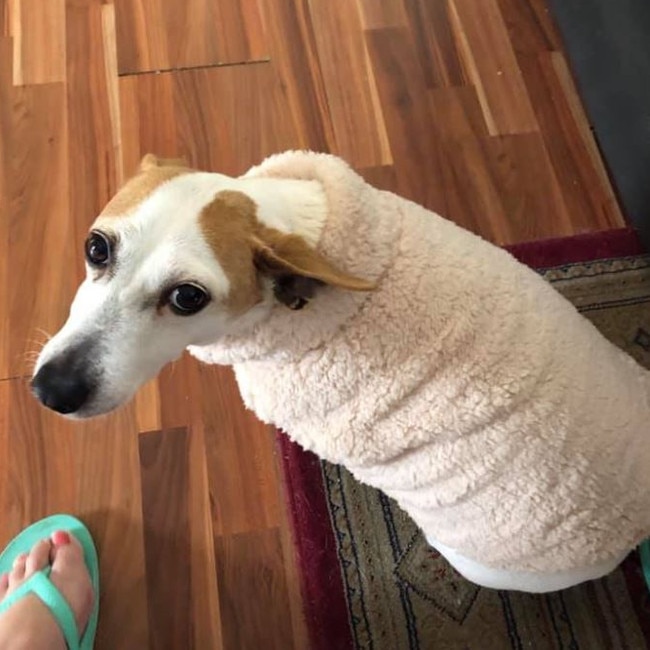 This doggo looks paw-fect in his coat. Picture: Facebook/Kmart Home Decor &amp; Hacks Australia