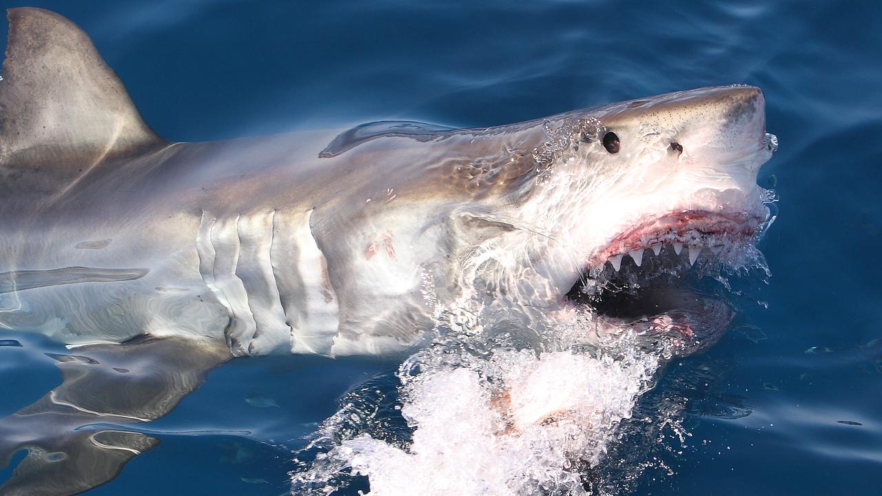 A 4.5m Great White shark launches from the water to eat a piece of tuna off the coast of Port Lincoln. Picture: iStock