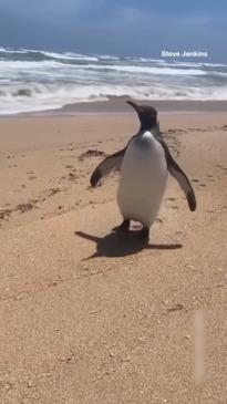 Rare penguin sighting on Aussie beach baffles experts