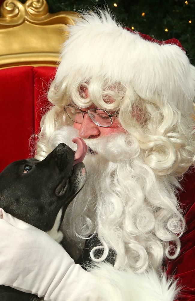 Snap a pic with Santa and your pet at Greensborough Plaza this festive season.