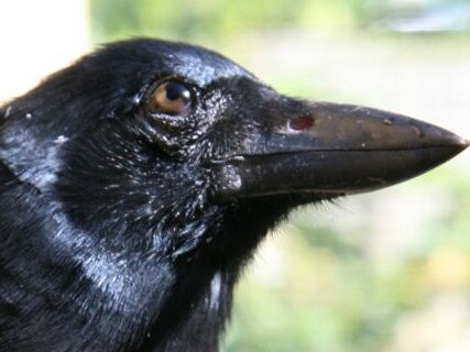 New Caledonian crow (from university of oxford)