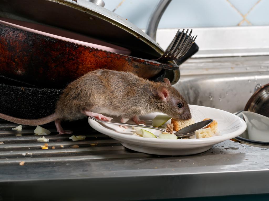 Hundreds of restaurants around Queensland have been pinged for poor food and hygiene practices this year.