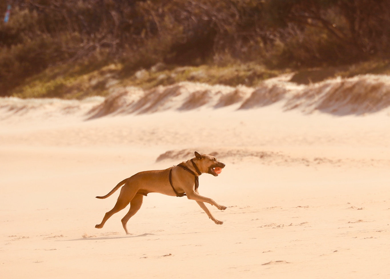 The Canon EOS RP put to the test. Picture: Mark Furler