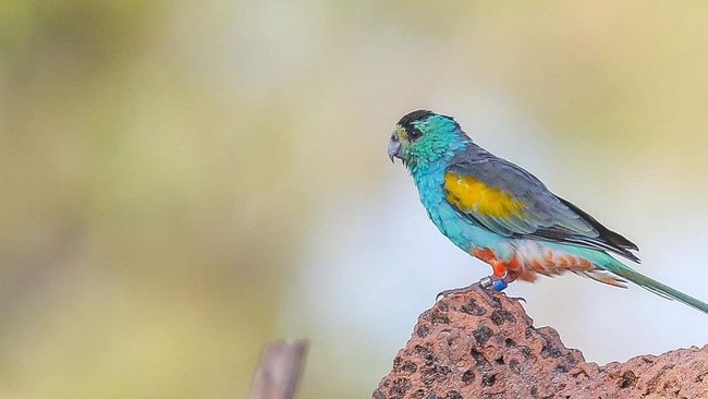 Male golden shouldered parrot poses on an ant's nest at Artemis Station, 350km north west of Cairns. Picture: Peter Carruthers