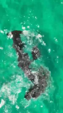 Squid releases ink to fight off hammerhead shark in WA