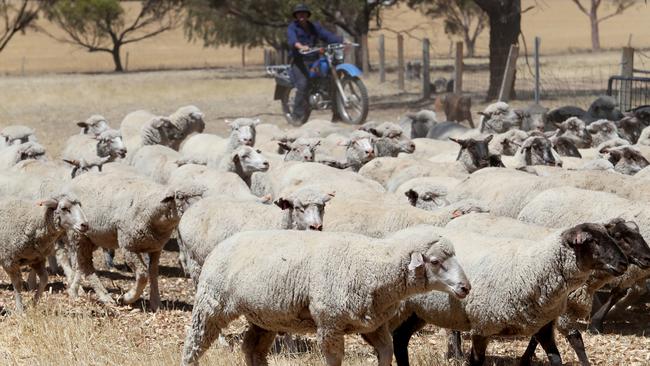 Sheep prices in Western Australia have dropped so low that some farmers say they can’t afford to sell or keep their flocks. Picture: Colin Murty