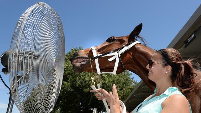 Race horse Saving Winston cooling down with Christine Saviane at Morphettville. Thoroughbred Racing SA cancelled Saturday’s meeting at Morphettville and the South Australian Cricket Association cancelled all matches scheduled for Saturday. Picture: Campbell Brodie