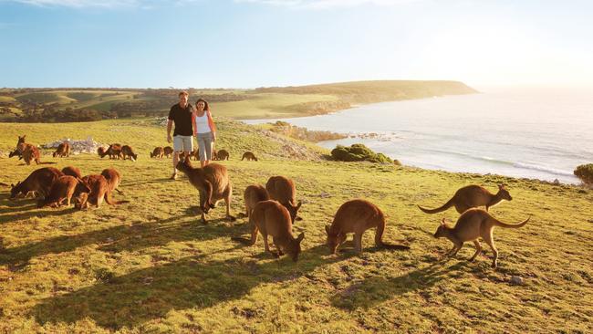 SeaLink ferry has packages for Kangaroo island. Picture: Tourism Australia