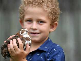 FEATHERED FRIEND: Xavier Mollenhagen with Henry the king quail. Picture: Mike Knott BUN200319EGG5