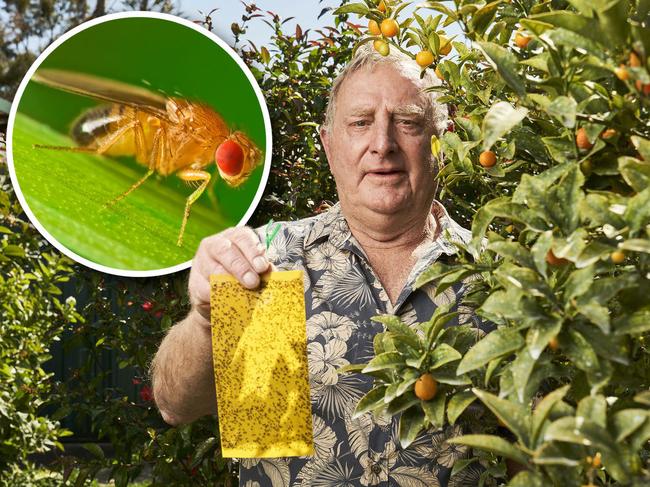 Ian Pickett at home in Fulham, with sticky traps catching citrus gall wasps, Wednesday, Oct. 27, 2021. Picture: MATT LOXTON