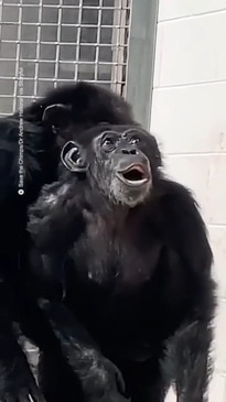 Chimpanzee Caged for Life Sees the Sky for the First Time