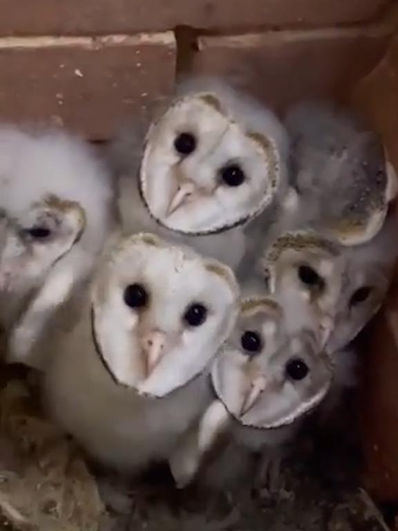 Jenny Schneider discovered the strange, shrieking noises coming from her bedroom fireplace were being made by these five baby barn owls. Picture: Supplied