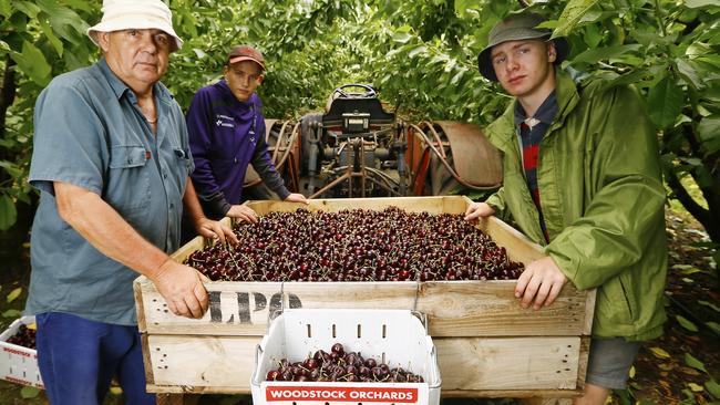 Cygnet cherry backpackers at Woodstock Orchards John Gurkin, of the Huon Valley, Josh Valentine, of Western Australia, and Christian Sayers, of the Huon Valley. Picture: MATT THOMPSON