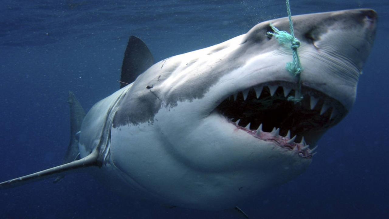Самая жуткая акула. Большая белая акула. Акулас открытой павстью. Белая акула с открытой пастью.
