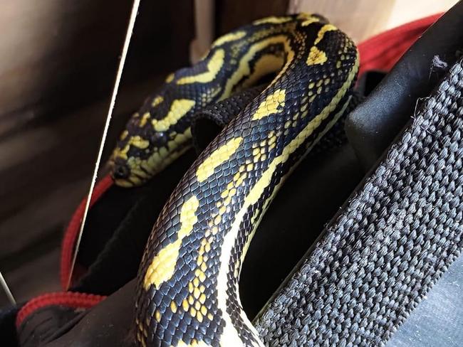 Shaz Sheppard found this Jungle Python in her garage. Photo: Shaz Sheppard