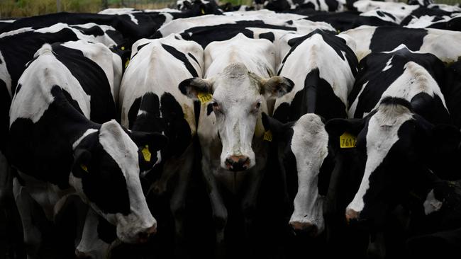 The price of milk is also set to skyrocket. Picture: AFP