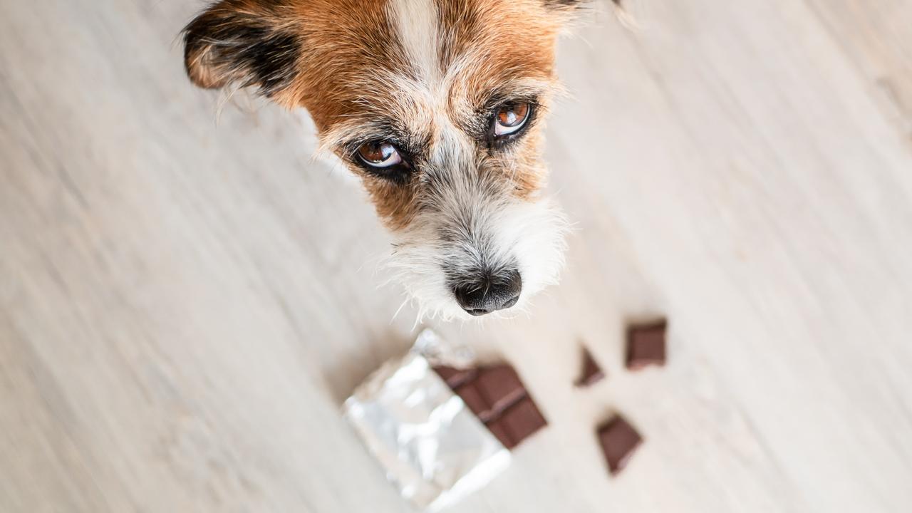 Chocolate can cause diarrhoea and vomiting in small amounts and seizures, irregular heart function for dogs.