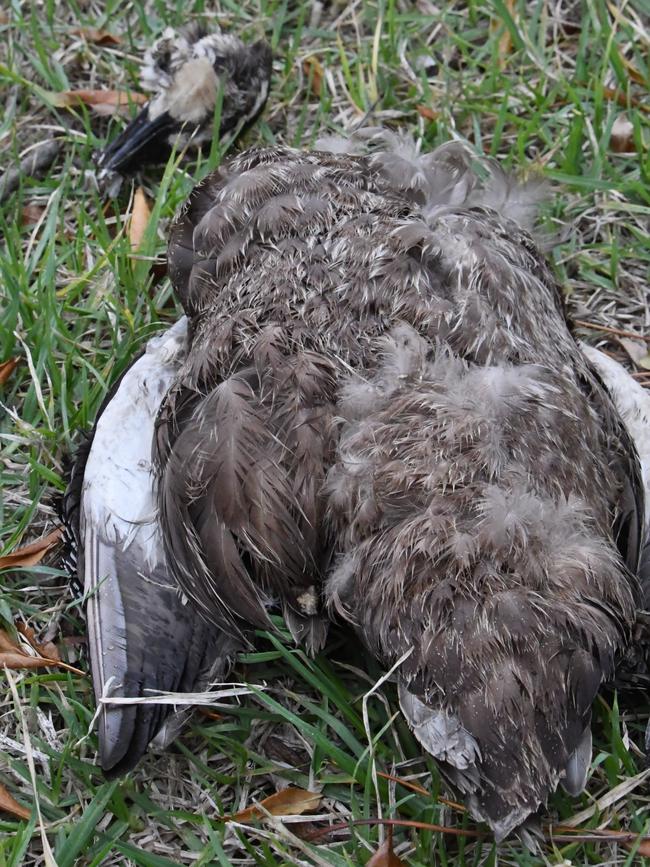 A water bird wildlife experts say was killed by a fox in Elsternwick Park North.