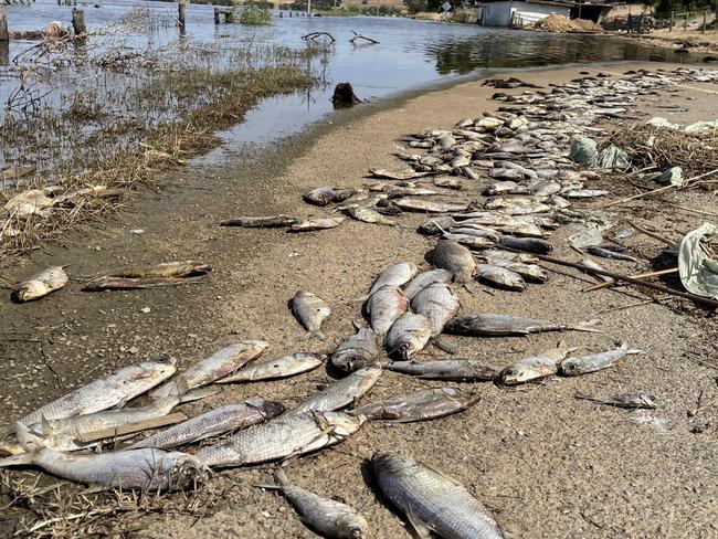 Dead fish washed up at Murray Bridge on 20th January 2023. Picture: Dylan Hogarth