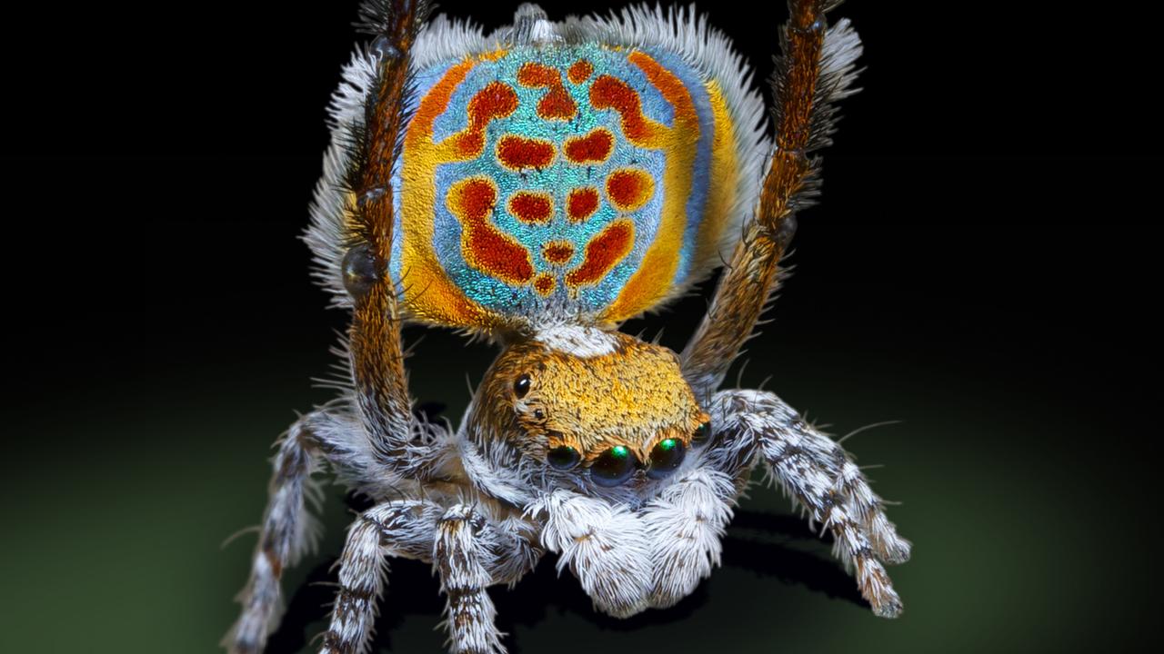 The Austrialian peacock spider goes viral, Magazine Articles