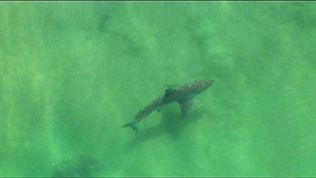 The shark believed to have attacked Matt Lee off the Ballina coast. Picture: Channel Seven