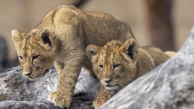 Two of the three new lion cubs born during their first public appearance on Tuesday, July 26. Photo: Rick Stevens