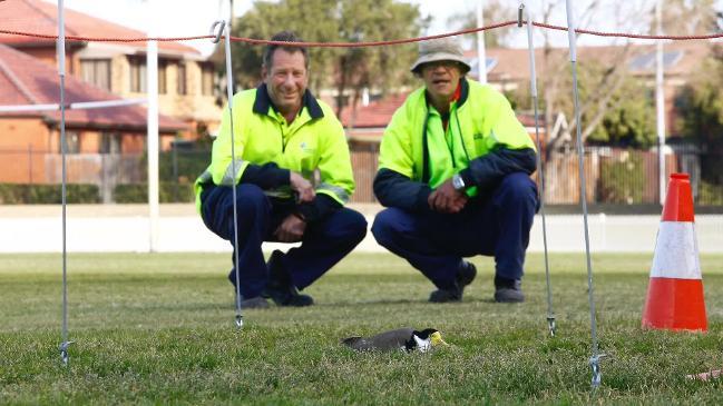 Plovers makes Mascot Oval home