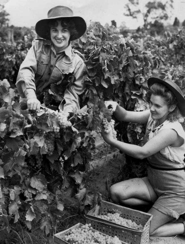 Land Army girls picking grapes.