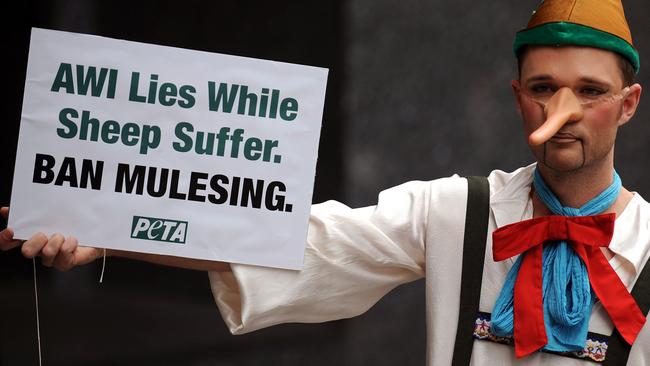 Mulesing has long attracted the attention of animal welfare advocates who want the practice banned.