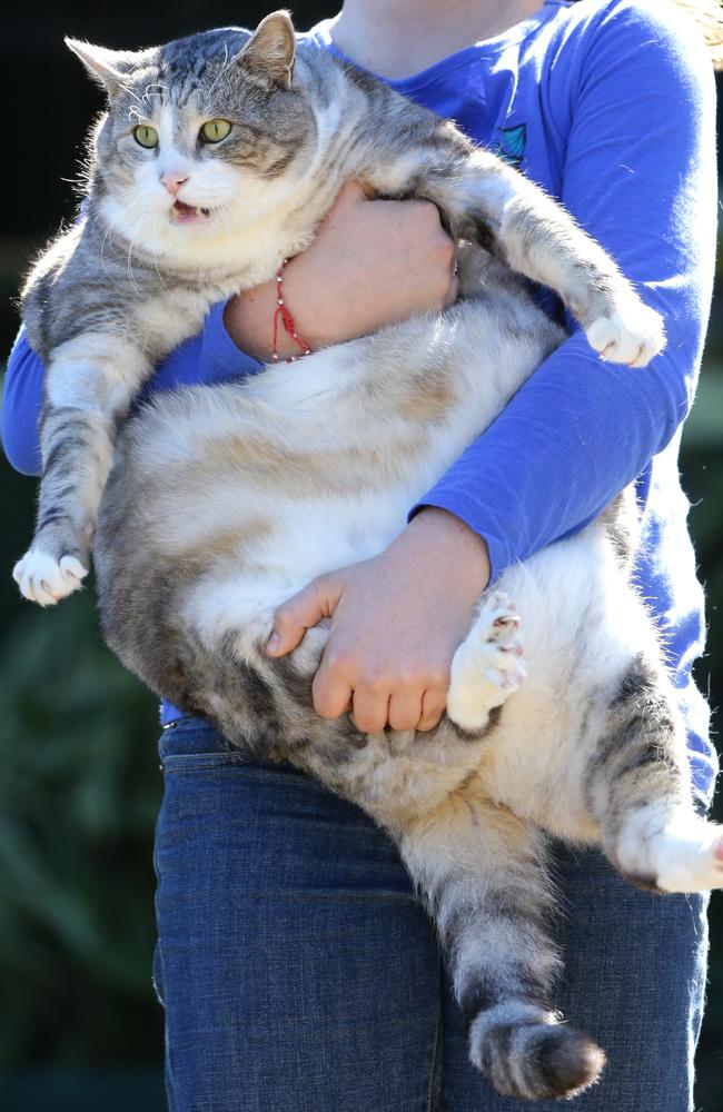 Fat cat: Sumo weighs twice as much as he should. Pic Darren England.