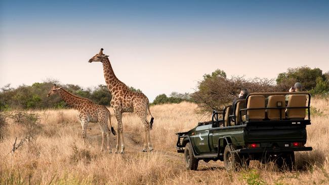 Giraffe on the move in the reserve.