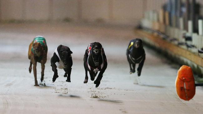 The future of greyhound racing in NSW is under a cloud. Picture: Jason O'Brien