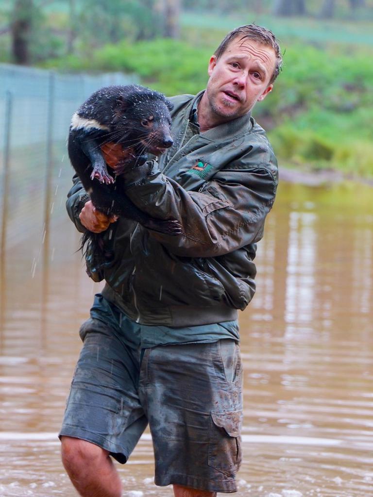 Tim Faulkner managing director Aussie Ark rescuing a Tasmanian devil from flood waters that have inundated Aussie Ark home to the largest mainland breeding program of Tasmanian devils located at Barrington Tops New South Wales. Picture: Aussie Ark