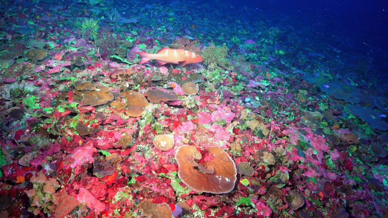 Scientists have viewed the deepest regions of the Great Barrier Reef Marine Park