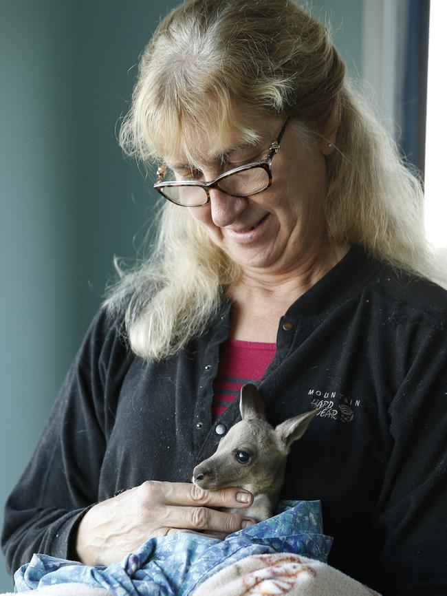 Adrina Selles is an experiencd wildlife carer, looking after the joey