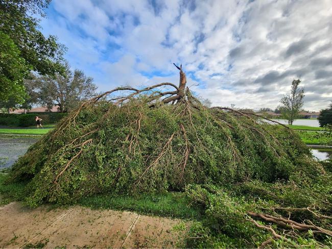 More trees down as the clean-up from the deadly storm begins. Picture: John Mageropoulos