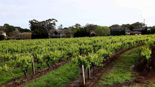 Treasury Wine Estates’ Penfolds winery. Picture: Simon Cross.