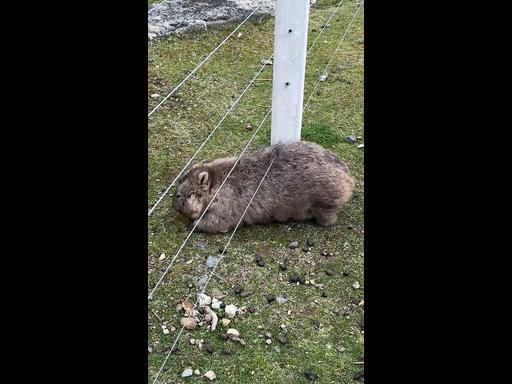 Wombat satisfyingly scratches its back on fence wire