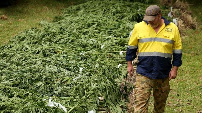 The Cannabis Eradication Program has harvested more than 12,000 marijuana plants. Picture: Nathan Edwards