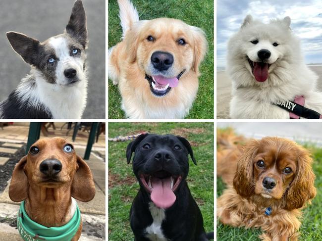 Six of SA's cute dog finalists. Pictures: Supplied