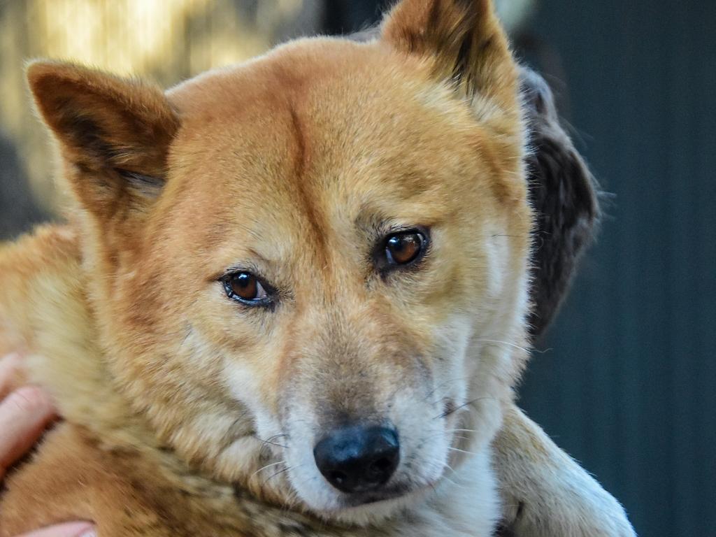 Billabong Sanctuary welcomes new dingoes Kirby, Rusty and Rocky ...