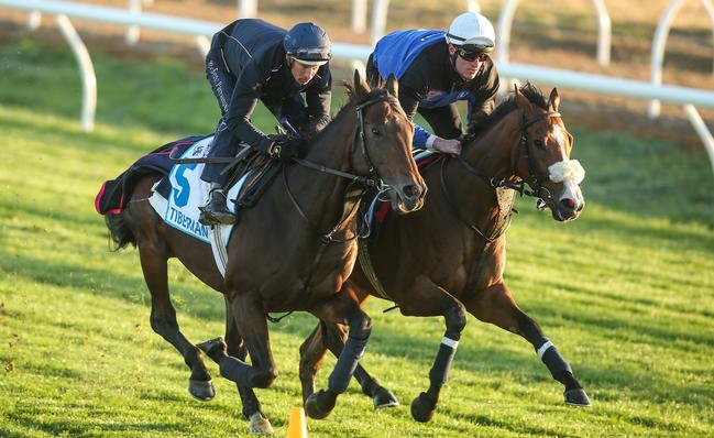 French stayer Tiberian (left), ridden by Hugh Bowman, works with fellow international raider Garcia, ridden by Kevin Gately, at Werribee in the lead-up to the Melbourne Cup. Photo: Pat Scala, Getty Images.