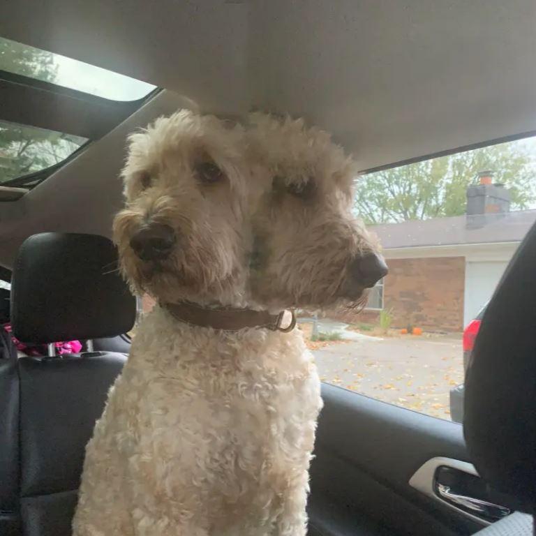 One owner’s snap of their pet turned the four-legged friend into a two-faced hound. Picture: Reddit.