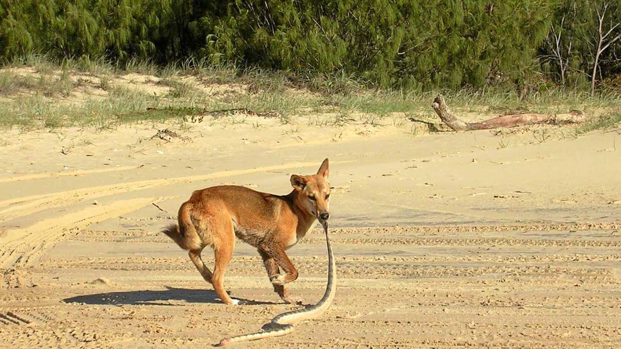 Pest sightings spark fears for dingo numbers | The Courier Mail