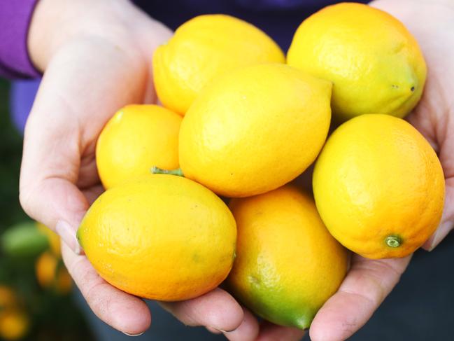 For the Home Mag.  Christina Giudici of South Hobart who will be a columnist. Lemons from the garden.  Picture Nikki Davis-Jones