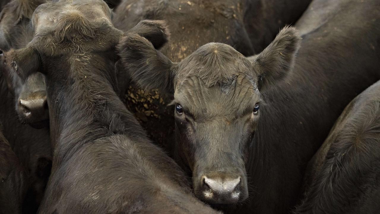 Livestock prices and production are increasing.