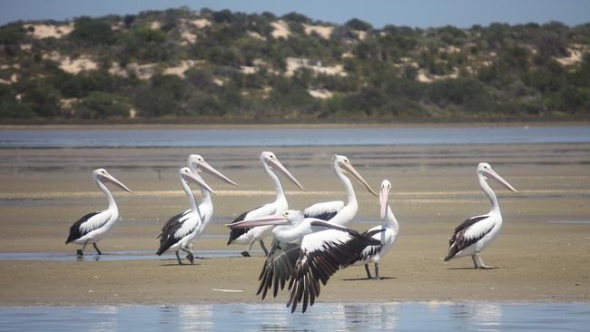 Federal Governments, past and present, have poured almost $1.2 billion into South Australian water projects, but very little has been recovered for the environment.