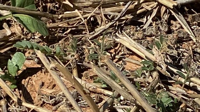 Locusts are banding across areas of Victorian and southern NSW including at Rennie, NSW.