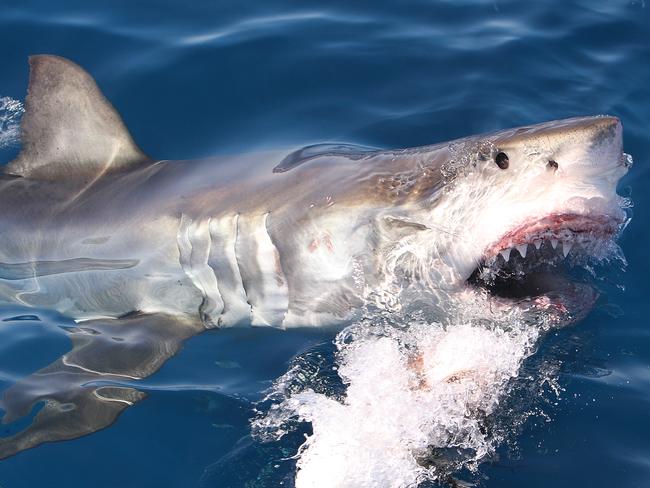 Shark attacks to be called ‘encounters’